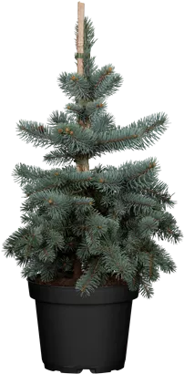 Blaufichte 'Koster' - Picea pungens 'Koster'