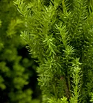 Eibe 'Hillii' - Taxus media 'Hillii'