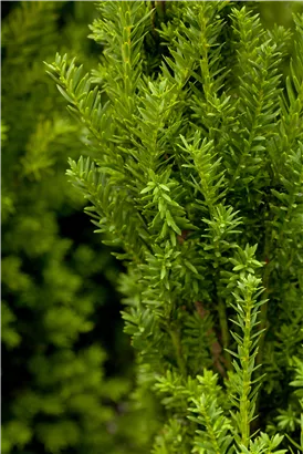 Eibe 'Hillii' - Taxus media 'Hillii'