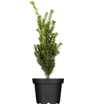 Eibe 'Hillii' - Taxus media 'Hillii'