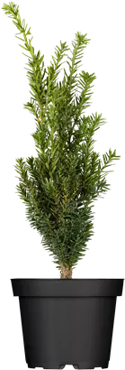 Eibe 'Hillii' - Taxus media 'Hillii'