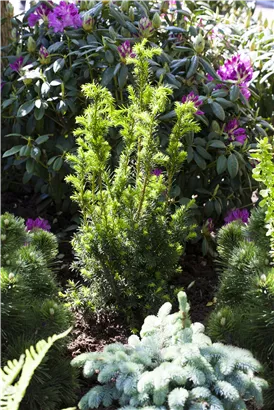 Eibe 'Hillii' - Taxus media 'Hillii'