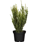 Eibe 'Hillii' - Taxus media 'Hillii'