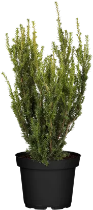 Eibe 'Hillii' - Taxus media 'Hillii'