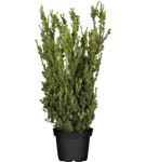 Eibe 'Hillii' - Taxus media 'Hillii'