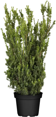 Eibe 'Hillii' - Taxus media 'Hillii'