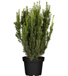 Eibe 'Hillii' - Taxus media 'Hillii'