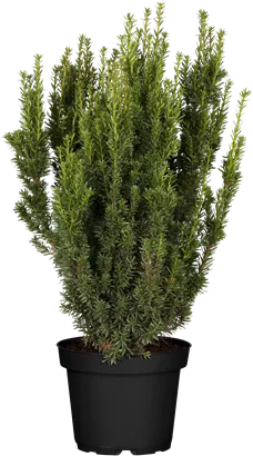 Eibe 'Hillii' - Taxus media 'Hillii'