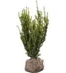 Eibe 'Hillii' - Taxus media 'Hillii'