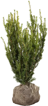 Eibe 'Hillii' - Taxus media 'Hillii'