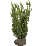 Eibe 'Hillii' - Taxus media 'Hillii'