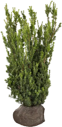 Eibe 'Hillii' - Taxus media 'Hillii'