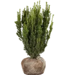 Eibe 'Hillii' - Taxus media 'Hillii'