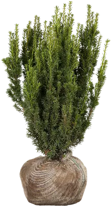 Eibe 'Hillii' - Taxus media 'Hillii'