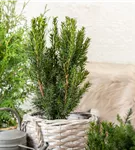 Eibe 'Hillii' - Taxus media 'Hillii'