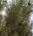 Waldkiefer Norwegen - Pinus sylvestris 'Norske Typ'