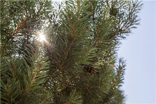 Waldkiefer Norwegen - Pinus sylvestris 'Norske Typ'