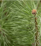 Waldkiefer Norwegen - Pinus sylvestris 'Norske Typ'