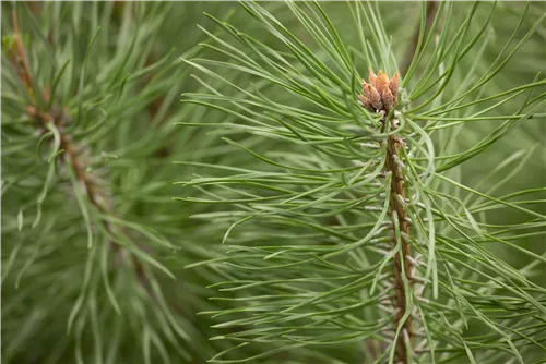 Waldkiefer Norwegen - Pinus sylvestris 'Norske Typ'