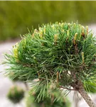 Waldkiefer Norwegen - Pinus sylvestris 'Norske Typ'