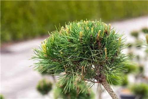 Waldkiefer Norwegen - Pinus sylvestris 'Norske Typ'