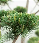 Waldkiefer Norwegen - Pinus sylvestris 'Norske Typ'