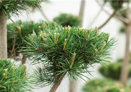 Pinus sylvestris 'Norske Typ' - Waldkiefer Norwegen