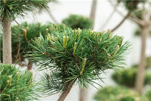 Waldkiefer Norwegen - Pinus sylvestris 'Norske Typ'