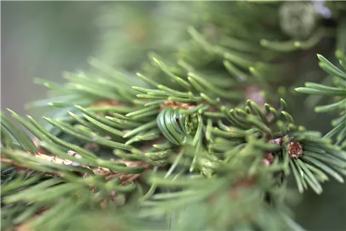 Blaue Stechfichte 'Lucky Strike' - Picea pungens 'Lucky Strike'