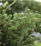 Blaue Stechfichte 'Lucky Strike' - Picea pungens 'Lucky Strike'