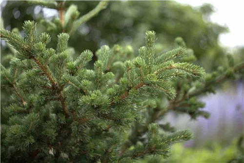 Blaue Stechfichte 'Lucky Strike' - Picea pungens 'Lucky Strike'