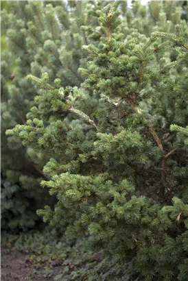 Blaue Stechfichte 'Lucky Strike' - Picea pungens 'Lucky Strike'