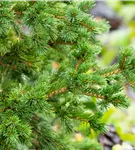 Blaue Stechfichte 'Lucky Strike' - Picea pungens 'Lucky Strike'