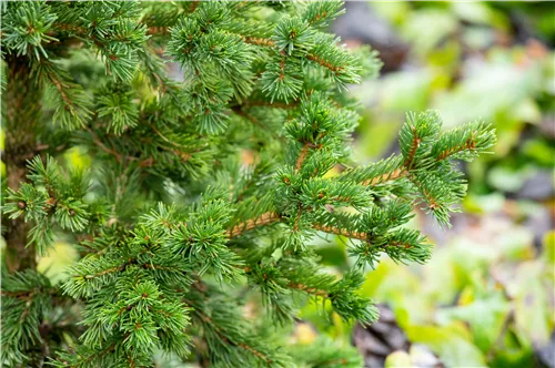 Blaue Stechfichte 'Lucky Strike' - Picea pungens 'Lucky Strike'