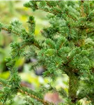 Blaue Stechfichte 'Lucky Strike' - Picea pungens 'Lucky Strike'