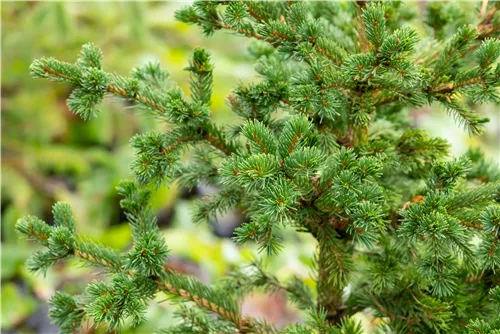 Blaue Stechfichte 'Lucky Strike' - Picea pungens 'Lucky Strike'