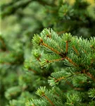 Blaue Stechfichte 'Lucky Strike' - Picea pungens 'Lucky Strike'