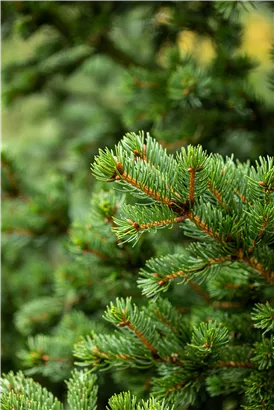 Blaue Stechfichte 'Lucky Strike' - Picea pungens 'Lucky Strike'