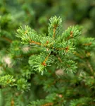 Blaue Stechfichte 'Lucky Strike' - Picea pungens 'Lucky Strike'