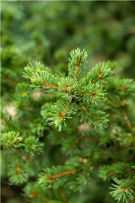 Blaue Stechfichte 'Lucky Strike' - Picea pungens 'Lucky Strike'