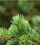 Blaue Stechfichte 'Lucky Strike' - Picea pungens 'Lucky Strike'