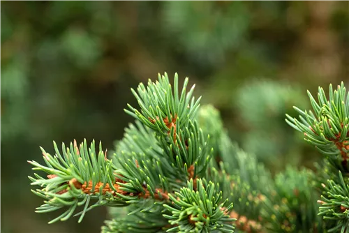 Blaue Stechfichte 'Lucky Strike' - Picea pungens 'Lucky Strike'