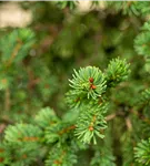 Blaue Stechfichte 'Lucky Strike' - Picea pungens 'Lucky Strike'