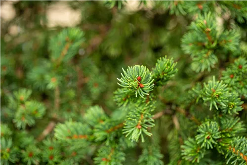 Blaue Stechfichte 'Lucky Strike' - Picea pungens 'Lucky Strike'