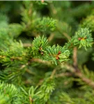 Blaue Stechfichte 'Lucky Strike' - Picea pungens 'Lucky Strike'