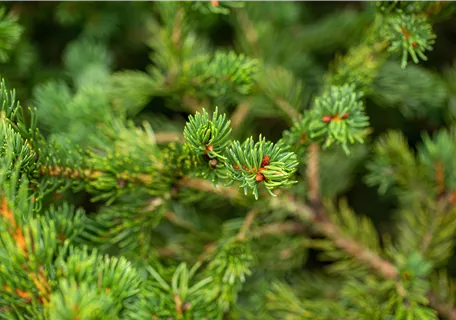 Picea pungens 'Lucky Strike' - Blaue Stechfichte 'Lucky Strike'