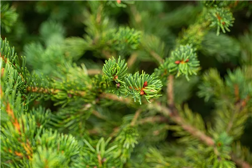 Blaue Stechfichte 'Lucky Strike' - Picea pungens 'Lucky Strike'