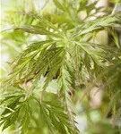 Fächerahorn 'Emerald Lace' - Acer palmatum 'Emerald Lace'