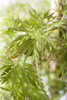 Fächerahorn 'Emerald Lace' - Acer palmatum 'Emerald Lace'