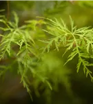 Fächerahorn 'Emerald Lace' - Acer palmatum 'Emerald Lace'